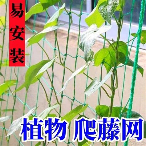 攀藤植物風水